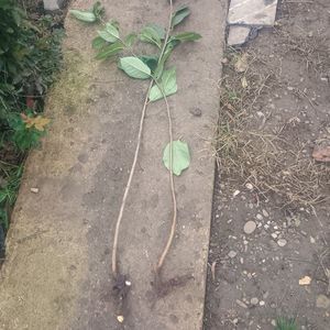 visin romanesc 20lei; 5buc
