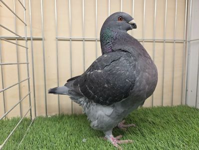 FEMELĂ 2025 - 13385 - AM SI VIDEO