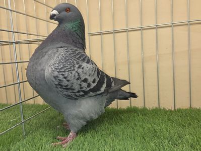 MASCUL 2025 - 27212 - REZERVAT DANIEL