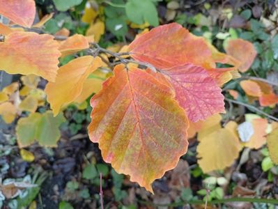 Hamamelis Amethyst