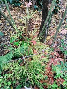 Chamaecyparis lawsoniana Golden Sprinklers