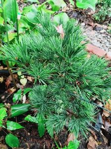 Pinus strobus Minima