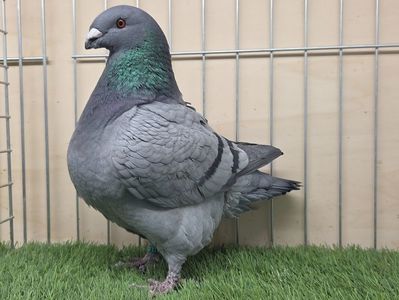 FEMELĂ 2025 - 27223