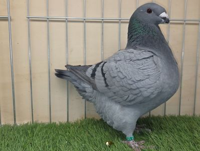 FEMELĂ 2025 - 111 - din PERECHEA 1 - AM SI VIDEO