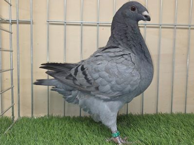 FEMELĂ 2025 - 131 - din PERECHEA 1 SCHIMBATĂ