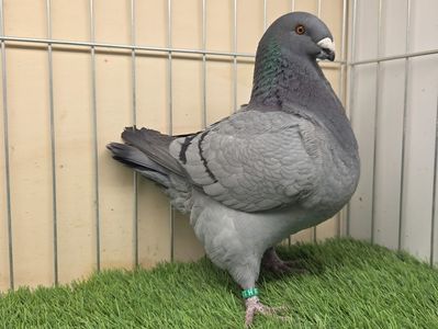 FEMELA RO 2025 - 27209