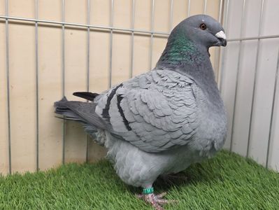 FEMELĂ 2025 - 27206 - din PERECHEA 1 - AM SI VIDEO