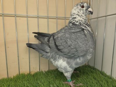 FEMELĂ 2025 - 27221 - REZERVATĂ DANIEL