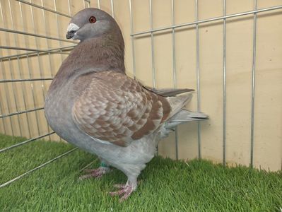 FEMELĂ 2025 - 27217