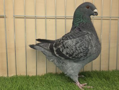 FEMELĂ 2024 - 7439 - REZERVATA R.S.