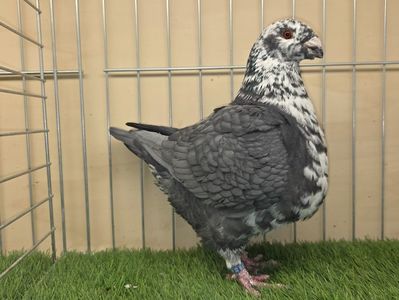 FEMELĂ 2024 - 16478