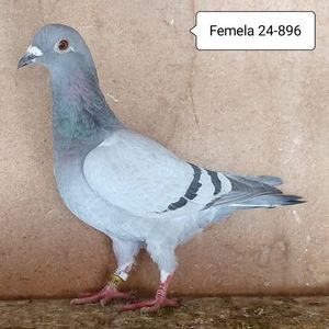 Femela 24-896