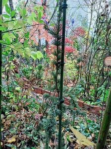 Cedru libanez Atlantica Glauca Pendula