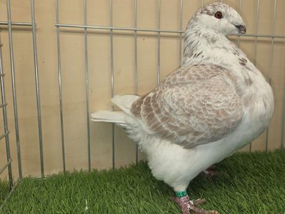 FEMELA 2025 - 27211 - REZERVATA CADOU POLO