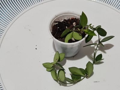 Un nou început de la Ana