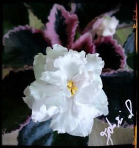 LE Greenland 70 lei cu boboci