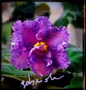 RS Serpantin 60 lei cu boboci