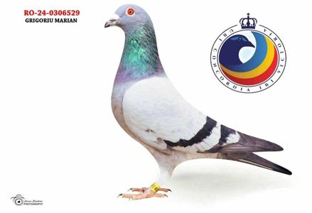 529; Loc 21 Național Maraton Pui
