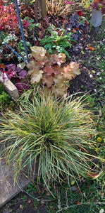 In asteptarea iernii.