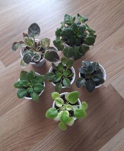 Pui de violete mini 25 lei puiul