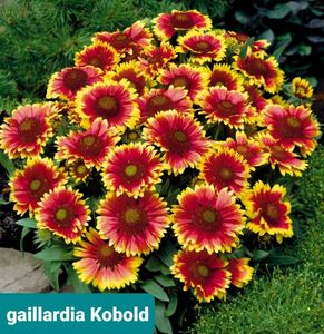 Screenshot_20251028-202339_Google