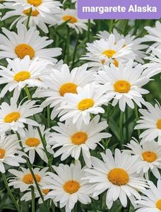 Screenshot_20250615-144842_Google