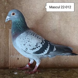 Mascul 22-012