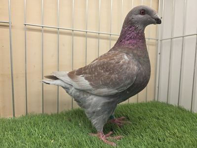 MASCUL 2025 - 27246 - PURTATOR DE REDUCED; ÎL ȚIN PENTRU CULOARE NU PENTRU CALITATE
