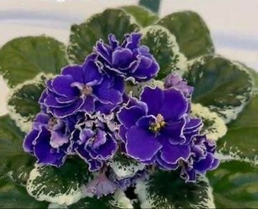 Cajun s River Wind 25 lei vandut