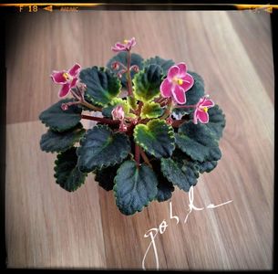 Mac s Schorching Sun 50 lei