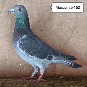 Mascul 25-153