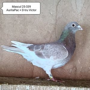 Mascul 25-339....-15 lei