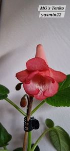 22.11.2025; MG&#039;s Tenko 1
