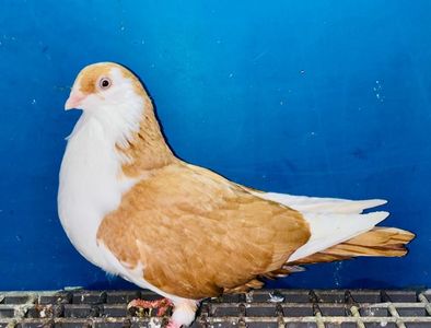 15539  femelă  2025