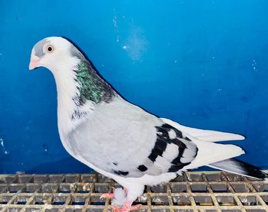 12287  femelă  2021