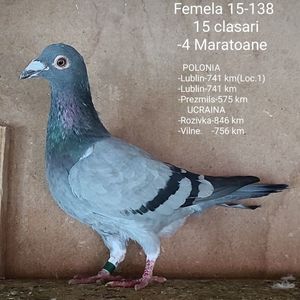 Femela 15-138