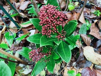 Skimmia japonica