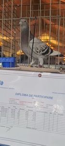 Daniela Provincială Muntenia, loc 3 As Maraton Tineret; Grecia 2025 As Maraton Tineret
