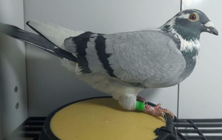 Tatăl kubacek & mama engels nepoată pantanni guido lox