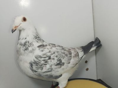 Tatăl postelnicul silverlame&mama Norbert peters