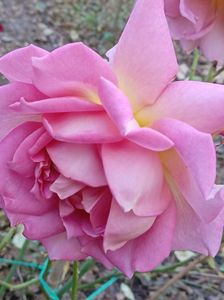 ; Ultimele flori , azi 23 nov 2025
