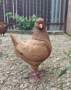 Messenger_creation_FB157D4E-BE30-46C0-8B21-5047CC2ECAEE