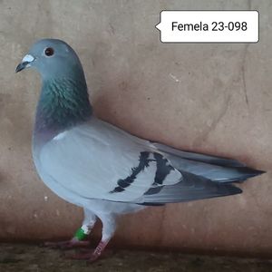 Femela 23-098