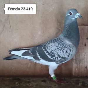 Femela 23-410....-10 lei