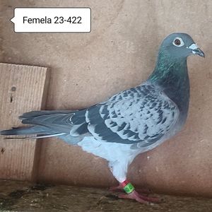 Femela 23-422