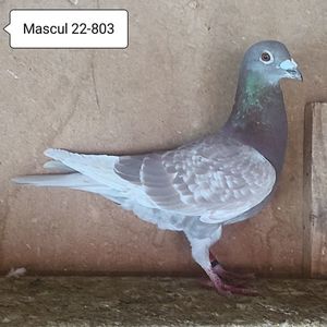 Mascul 22-803