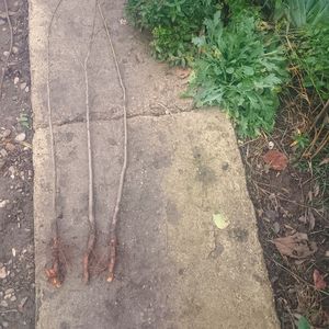 Gutui românesc 1,3m 20lei