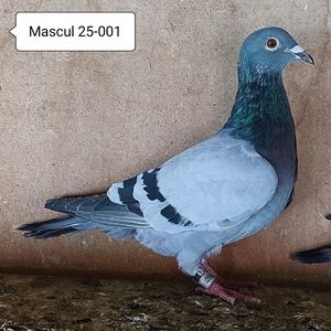 Mascul 25-001....-10 lei
