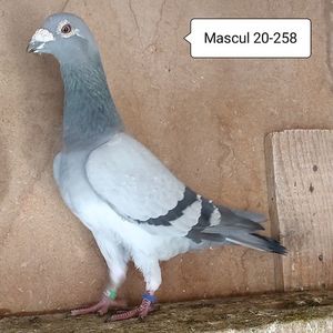 Mascul 20-258