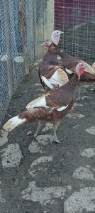 Screenshot_20251124_170321_Gallery